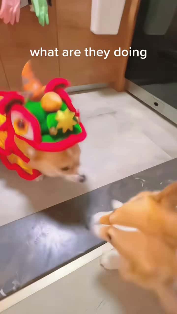 Cover for what are they doing#dogsoftiktok