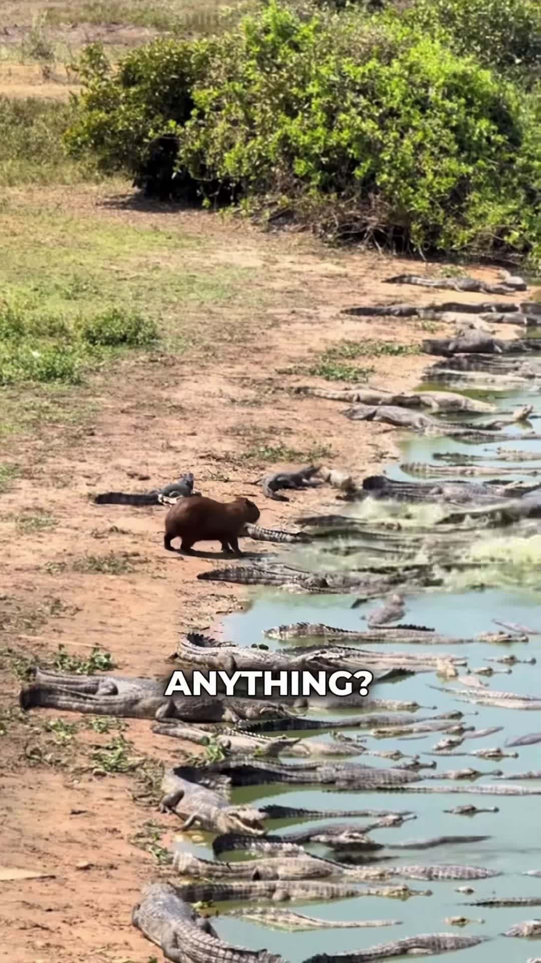 Cover for "capybara" the most chill animal#scoopz #fyp #nature #animals #documentary #capybara #chill 