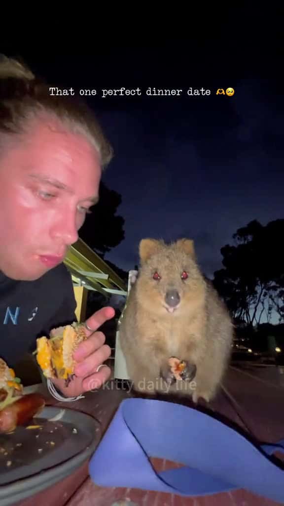 Cover for Why is it so cute wombat wombatsoftiktok cute animals funnyvideos fyp foryou 75007 #trend
