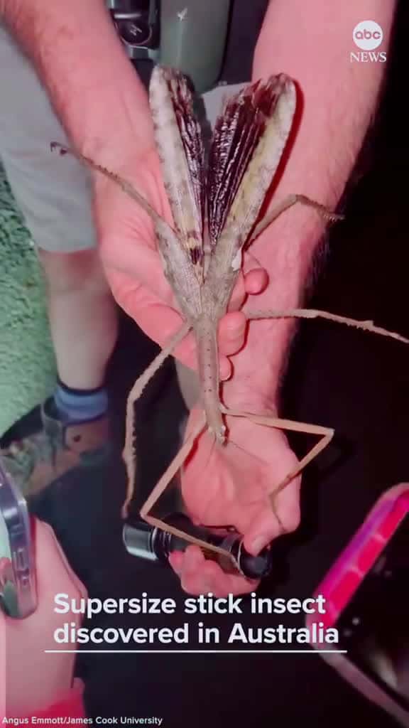 Cover for Giant Animal Found In Australia  Scientists Discover a New Giant Species in Australia The Giant Insect is 16" long Found in Queensland Australia  #News #animals  #Giant  #australia  #fyp  created by The Imperfect with Hidden Ci...
