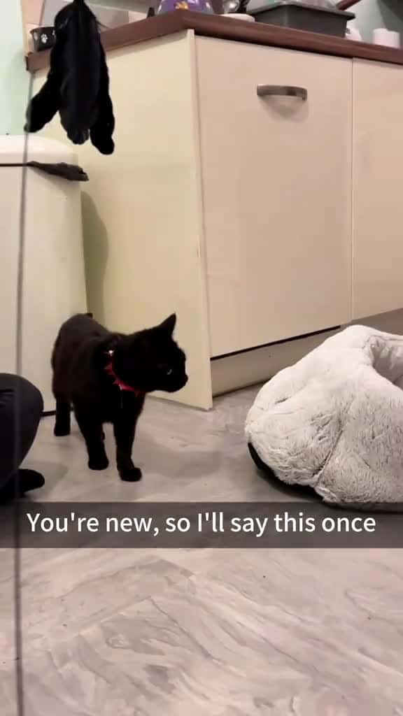 Cover for She thinks the new cat is an intruder cat fyp catlover catsoftiktok kitty 17727 #trending