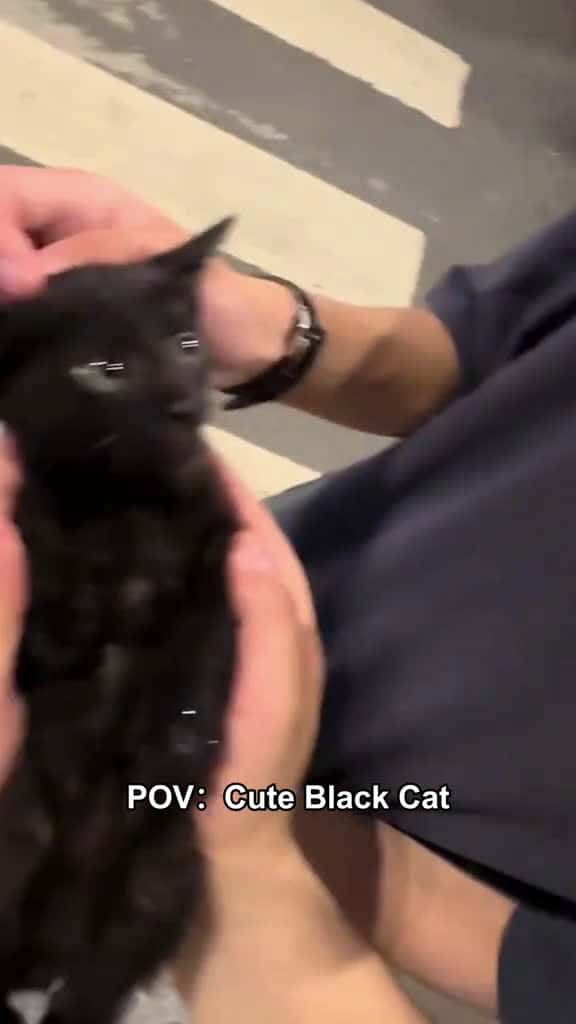Cover for Cute black cat. cat cats fyp fyp funny funnycat foryou foryoupage funnycats funnyanimals p 01806 #shortvideosscoopz
