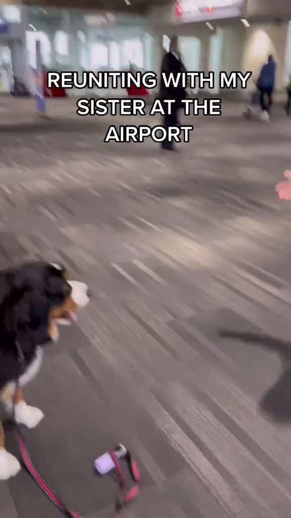Cover for Adorable Airport Reunion with a Bernese Mountain Dog
