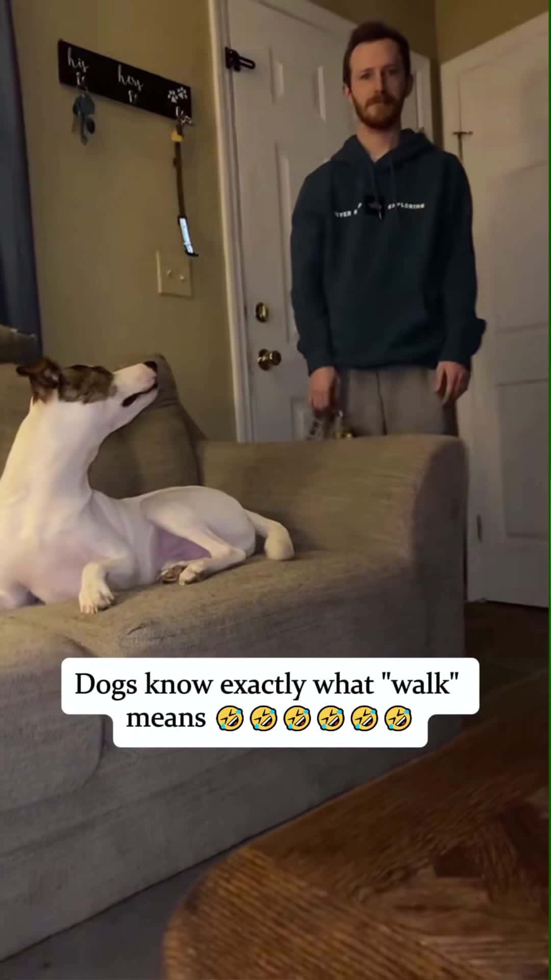 Cover for Dogs know what ＂walk＂ means🤣🤣🥰#dog#funny#funnyanimals#funnypets#anima... (2)