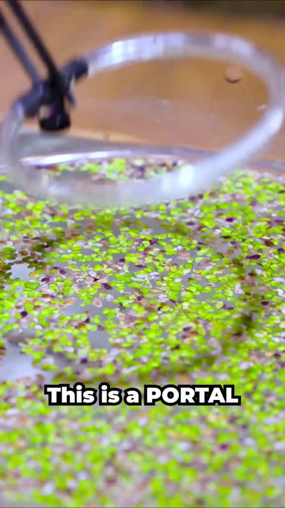 Cover for Portals allow you to create a window into your fish tank! 🌀 #fishtok #babyturtle 