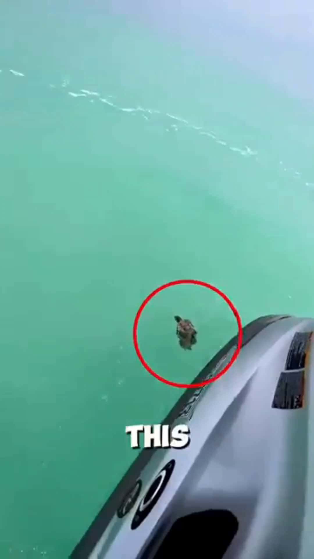 Cover for Title：This man saved a turtle in the ocean ❤️🌊 #shorts 