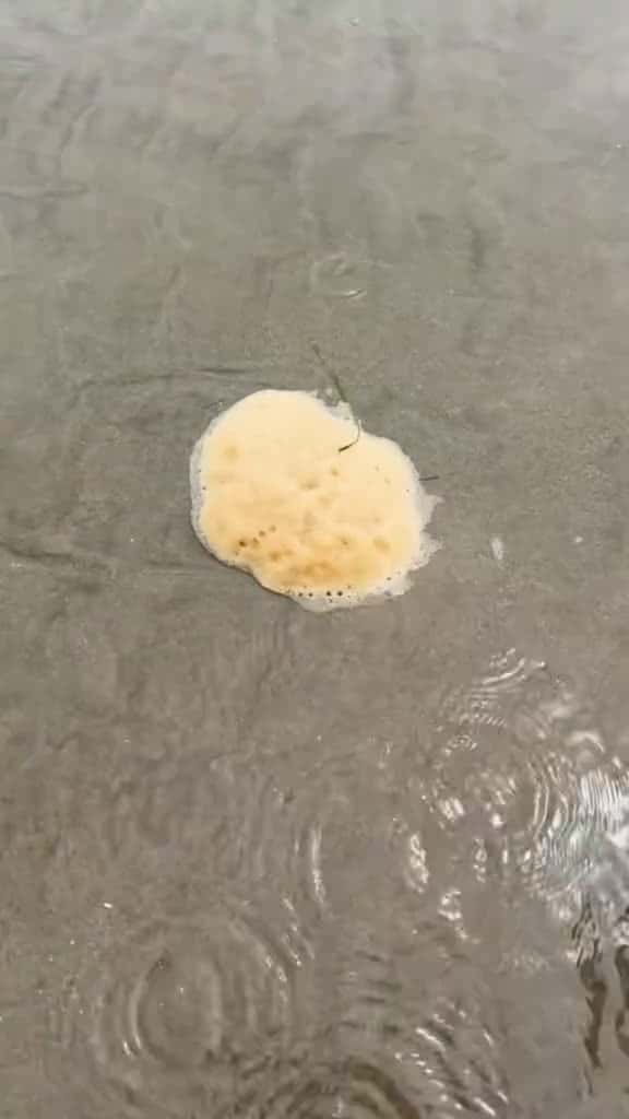 Cover for Satisfying animal rescues and smashing sea foam! #animals #nature