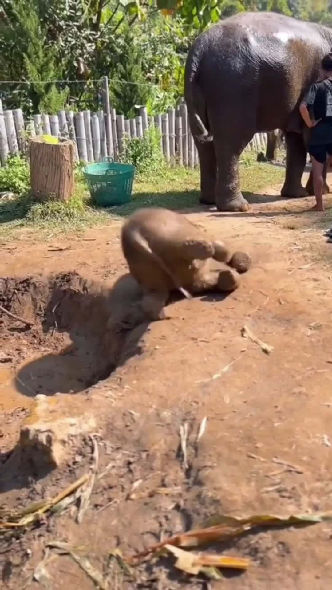 Cover for interesting Hilarious Elephants #happy  #funnyvideos  #elephant 