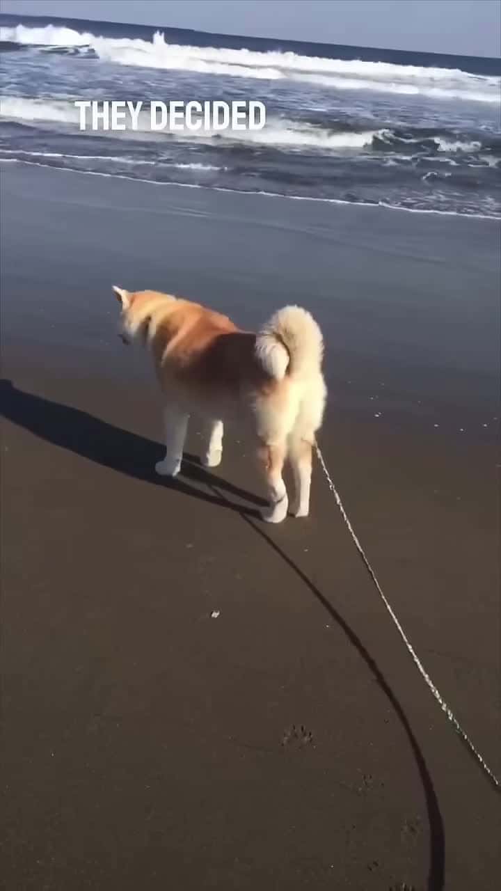 Cover for When you take your dog to the beach for the first time