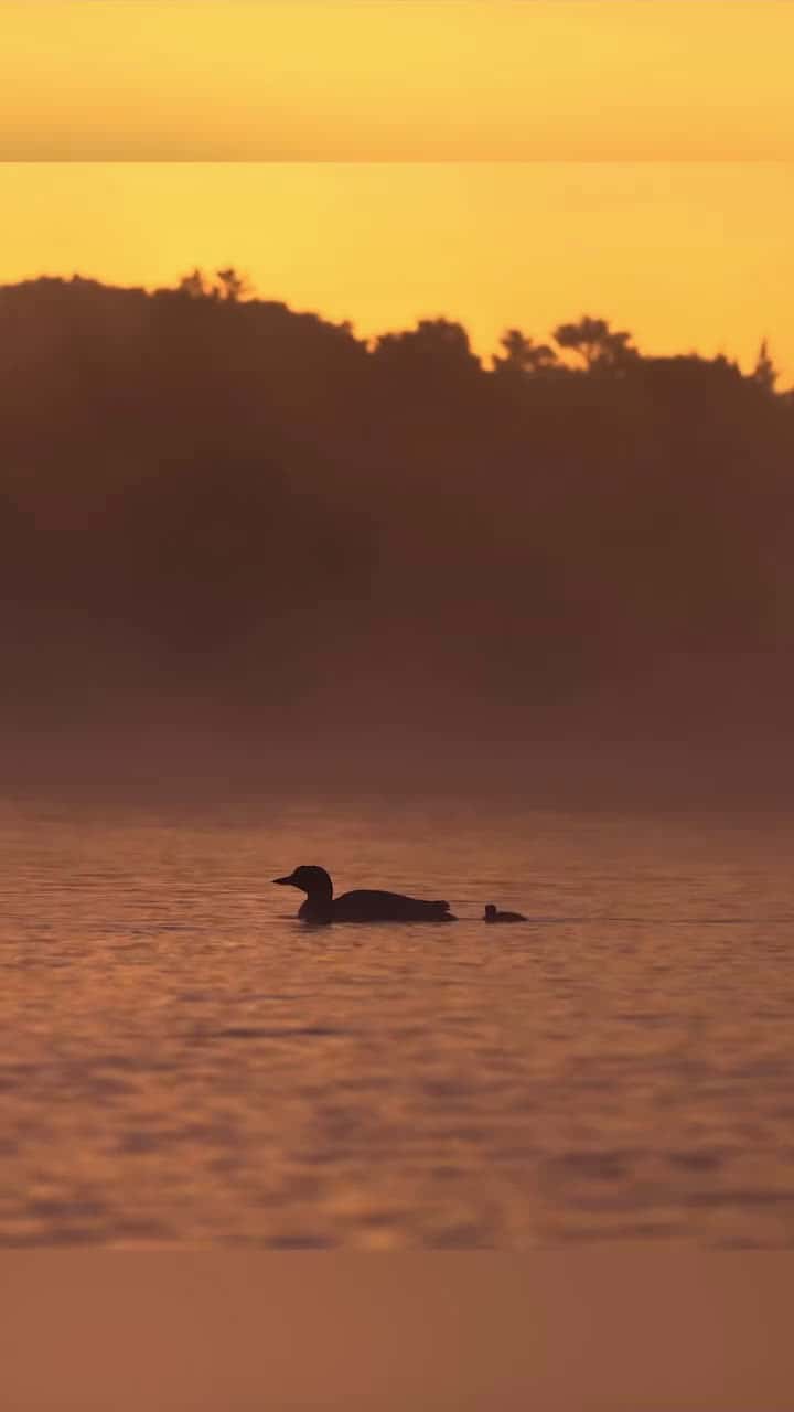 Cover for Common loon family on a lake in Maine