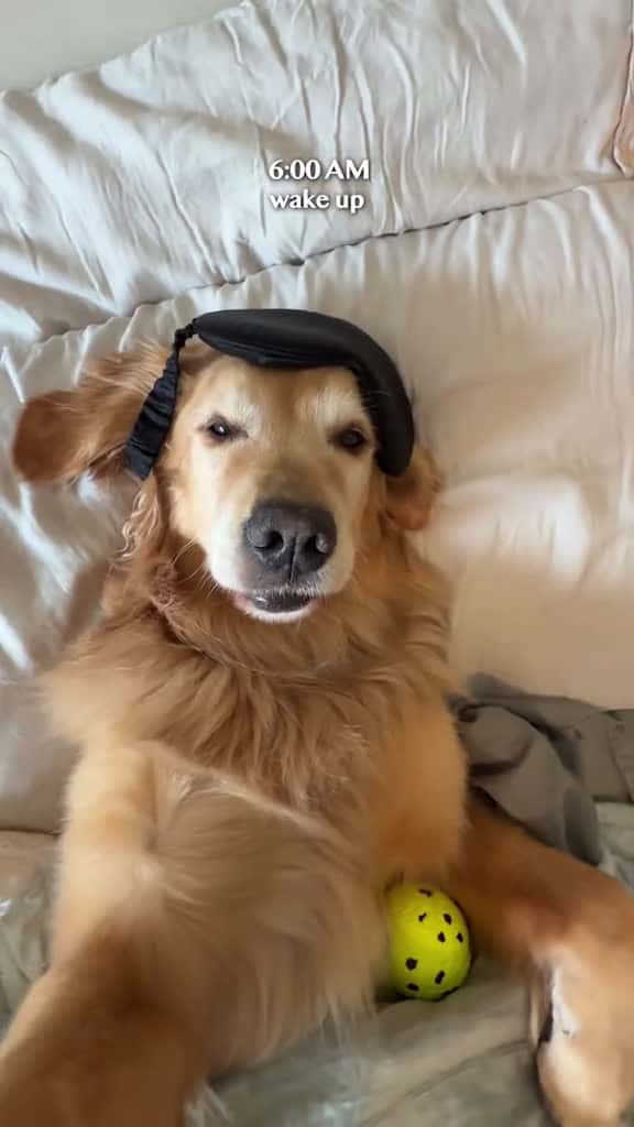 Cover for it’s Emma in the background for me 😂 created by Golden Retriever Life with Golden Retriever Life’s original sound