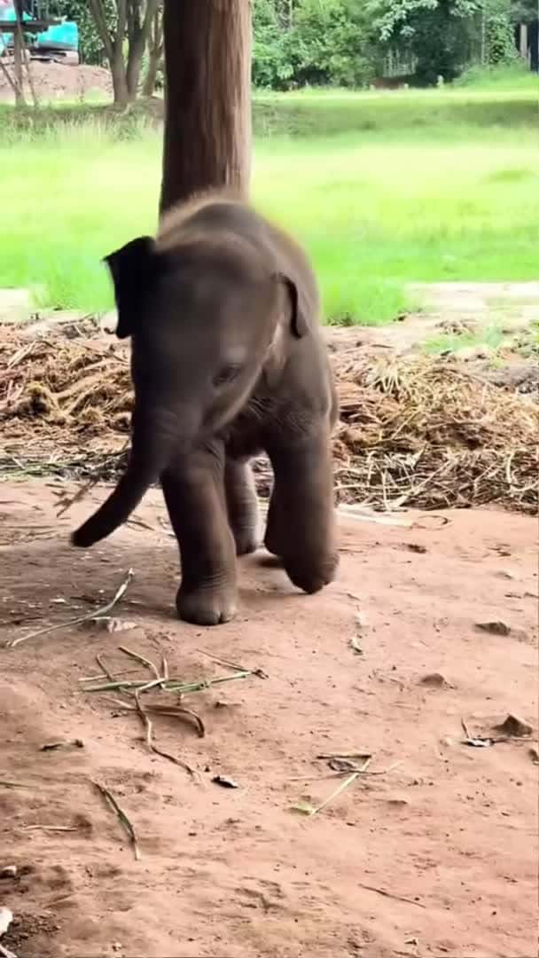 Cover for This cute baby elephant is feeling bored ☺️ She needs friends to play! #babyelephant #shorts_047 (2)