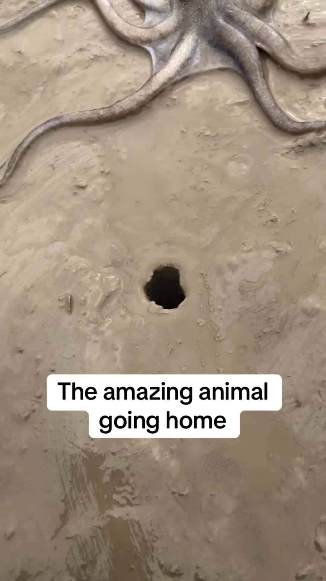 Cover for the amazing animal is going home! #scoopz #fyp #nature #documentary #animals #ocean 