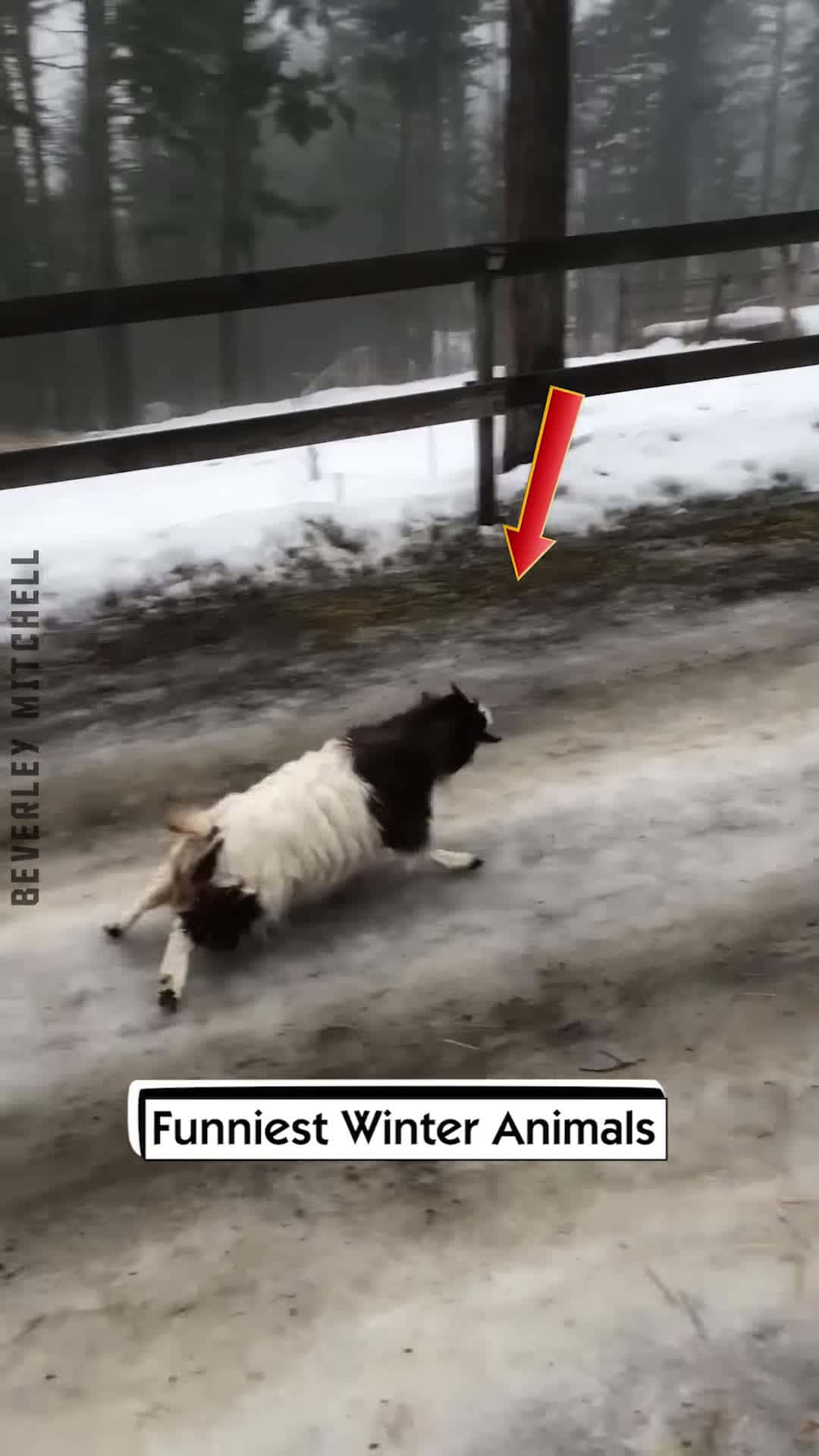 Cover for Funniest Winter Animals