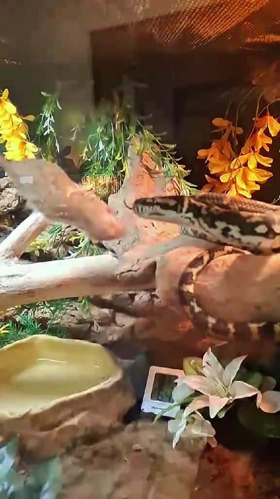 Cover for 'Feeding Time!  Look at that graceful strike! 🤩 He's such a pretty boy. 🥰 #Asmodeus #Jafar #my #beautiful #Jungle #carpet #python #carpetpython #eating #frozen #thaw #rats #strike #food #feedingtime @KINGU' by WinterMalaiKat