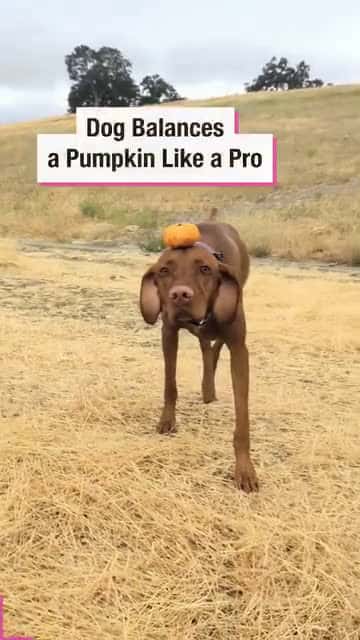 Cover for Dog Balances a Pumpkin Like a Pro!