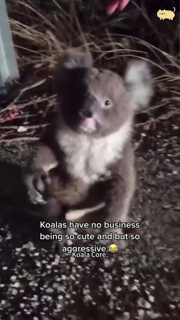 Cover for Koala Core.🐨🐨#koala #koalas #funnyanimals #petvideos #cat #catsoftiktok #fyp_62 (2)