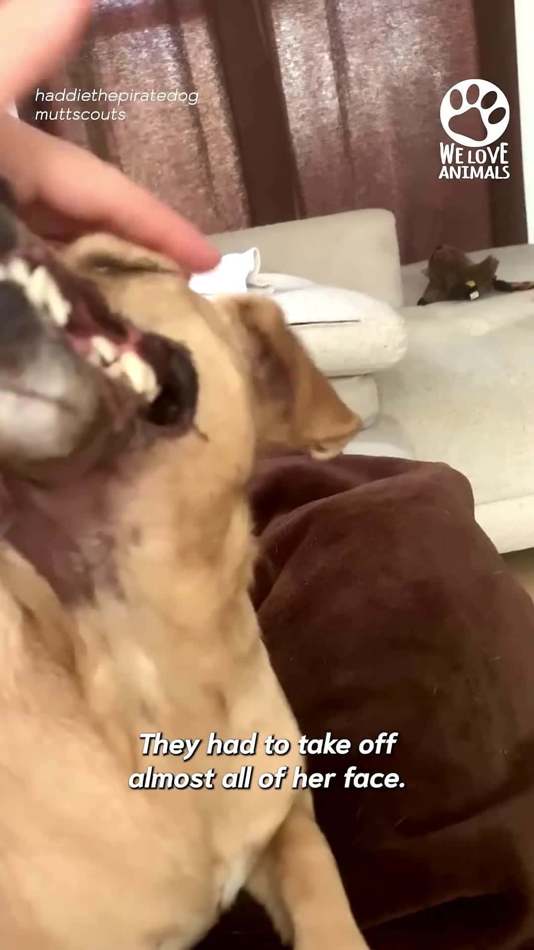 Cover for Bait dog looses half her face but thrives today