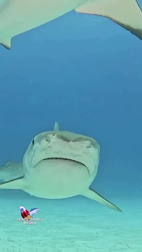 Cover for The Eye of the Tiger Shark  #shark  #sharks #cuteanimals #sharkweek #sealife #ocean #explore_0024 (2)