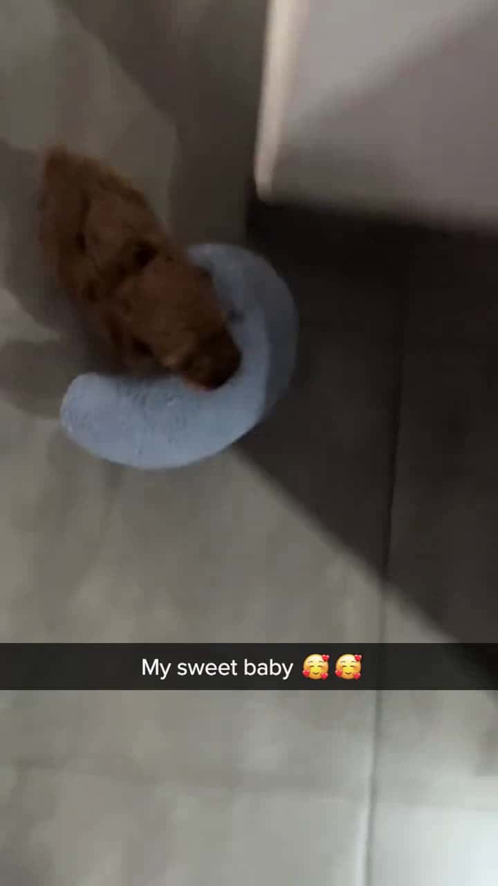 Cover for Olly loves to carry his pillow everywhere with him 🥰❤️🎥: TT/giusy.debiasi