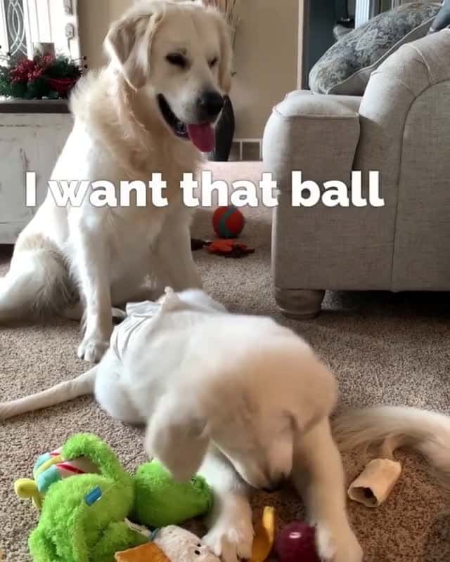 Cover for Heckin kid is a jerk He hogging my stuff lil bro @samthegolden18 Pawtners @tuckerbudzyn @georgethegoldenpup