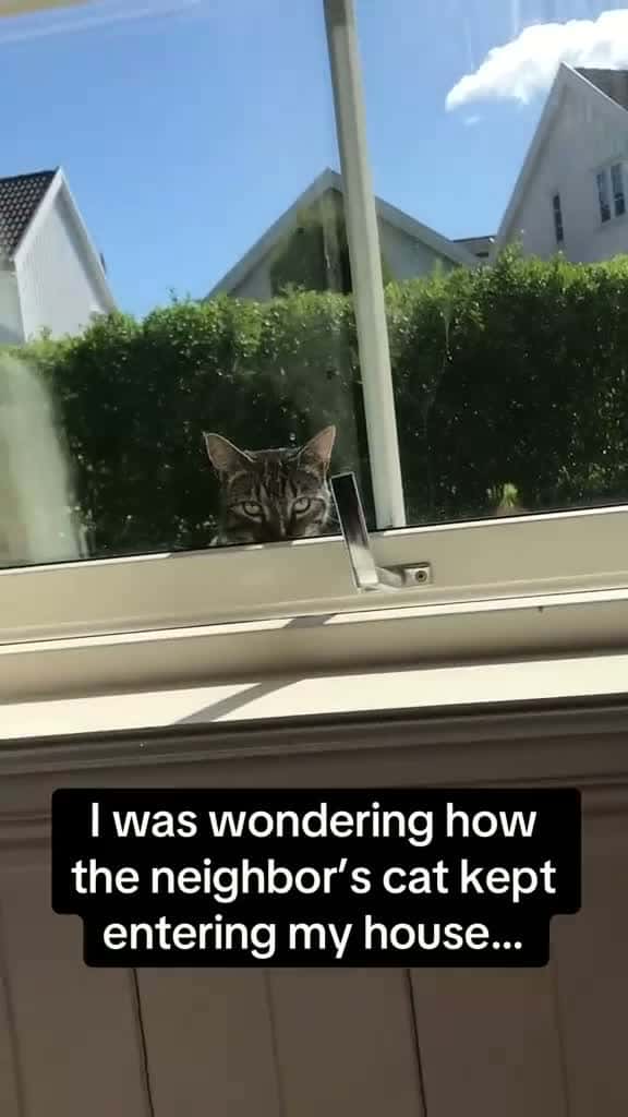 Cover for I was wondering how the neighbors cat keep entering my house!