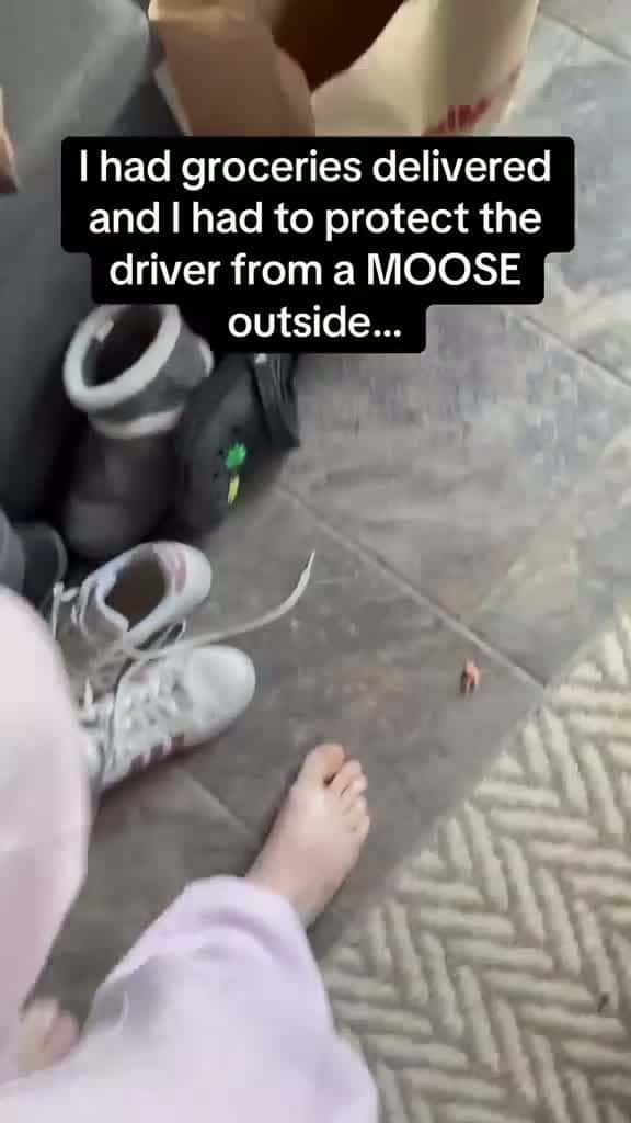 Cover for I have groceries delivered, and I had to protect the driver from a moose outside!