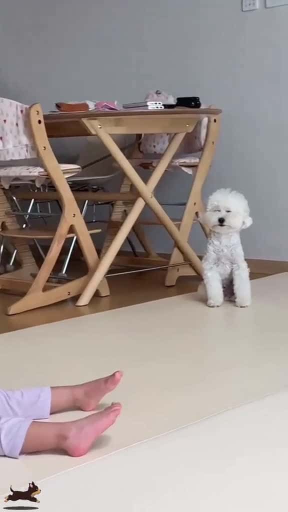 Cover for 🤣🤣🤣dogs get tired when babies cry