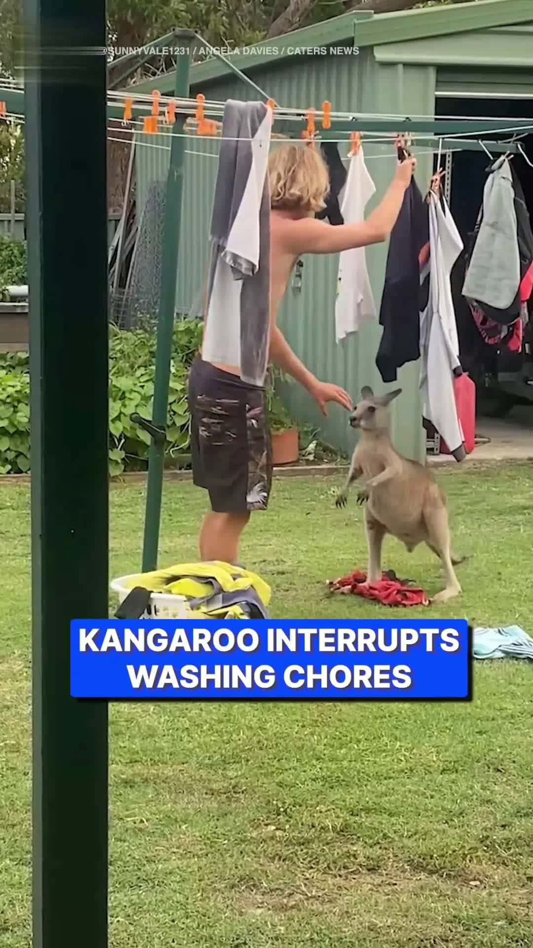 Cover for Cheeky kangaroo interrupts man's choresHe just wanted to help 🥹