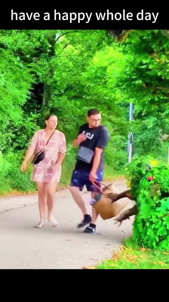 Cover for tiktok foryou prank bushman 41950 #trend