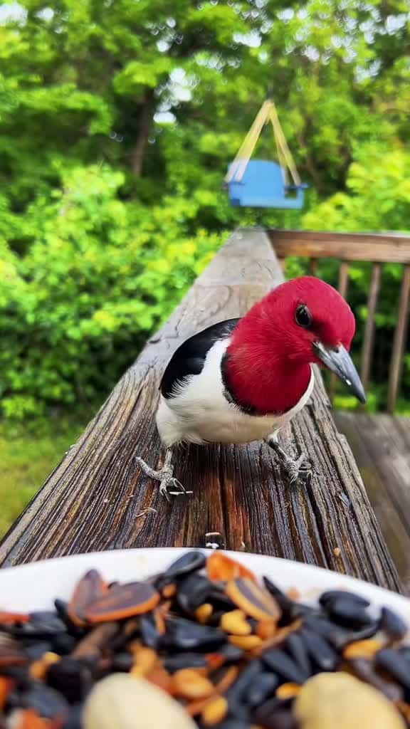 Cover for Obsessed with these stunning red-headed birds! 🐦 #birdwatching #asmr #nature