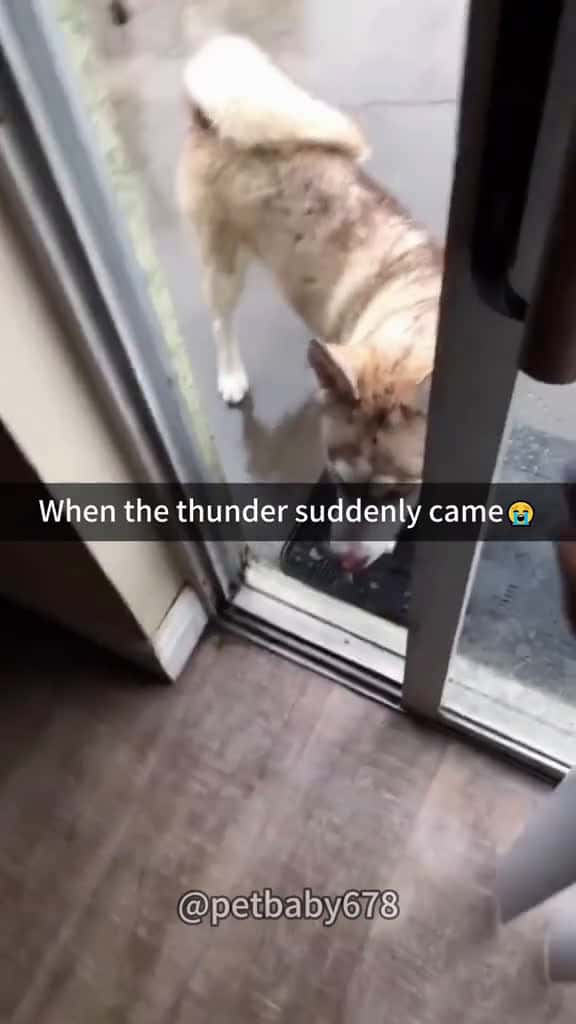 Cover for When the thunder suddenly came pet pets fyp cat dog foryou funnyvideo funny funnypets 05611 #trending
