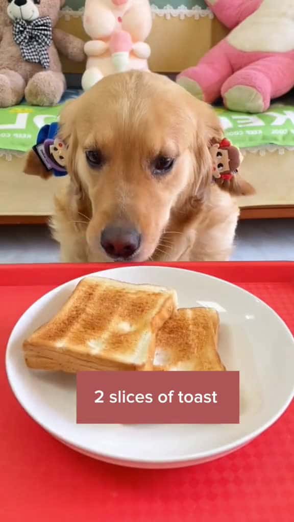 Cover for Yum dog fyp dogfood 07630 #nicevideo