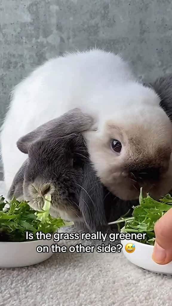 Cover for Bunny meal time rabbitsoftiktok bunny rabbits trending hollandlopbunny fyp eating crunch a 09502 #trend