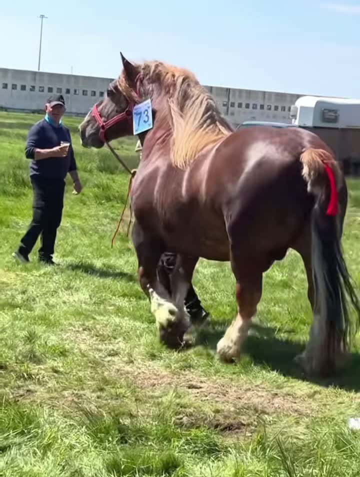 Cover for Best Horse Video 030 #horse #horsesoftiktok #horselover #horselife #horselifestyle #fpy