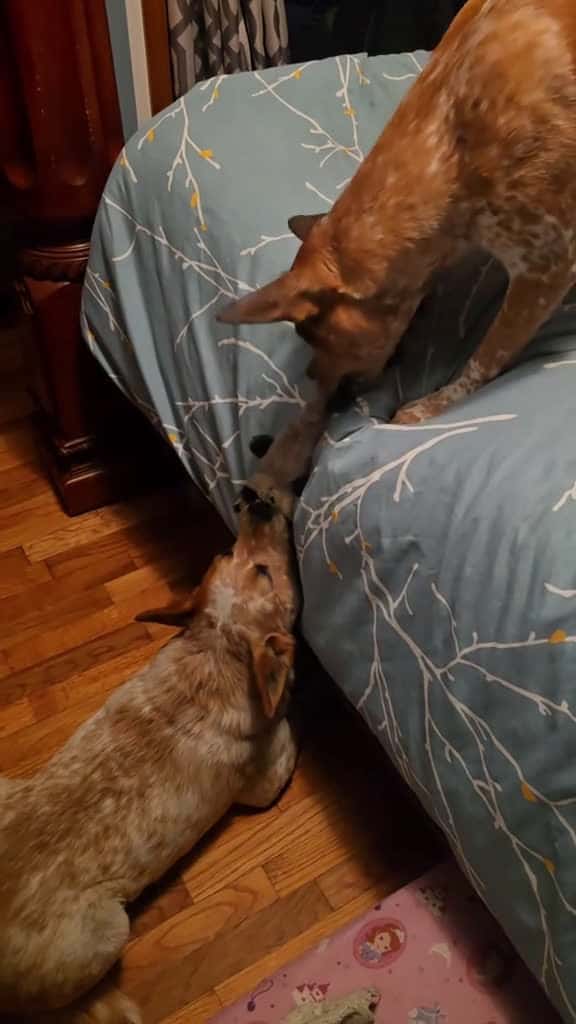 Cover for When you want to play but you also want to lay.  #GarnoHomestead #fyp #dogs #dogsoftiktok #doglover @Garno Homestead LLC  created by Garno Homestead LLC with Gold-Tiger’s Funny
