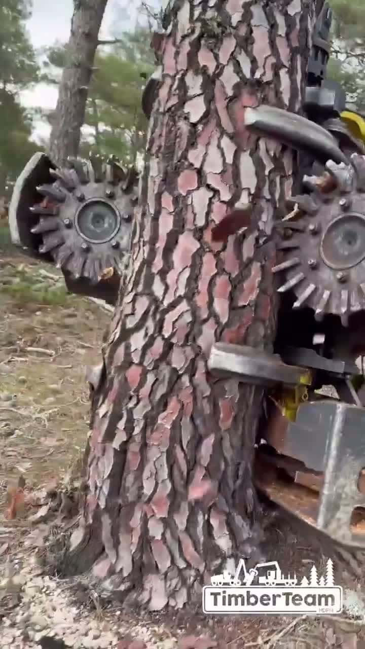 Cover for #FirstVideoChallenge  Cutting Down a Huge Tree with the Harvester 🌲🌳ASMR🌵🏞️#scoopz #tree #trend #smart #fyp