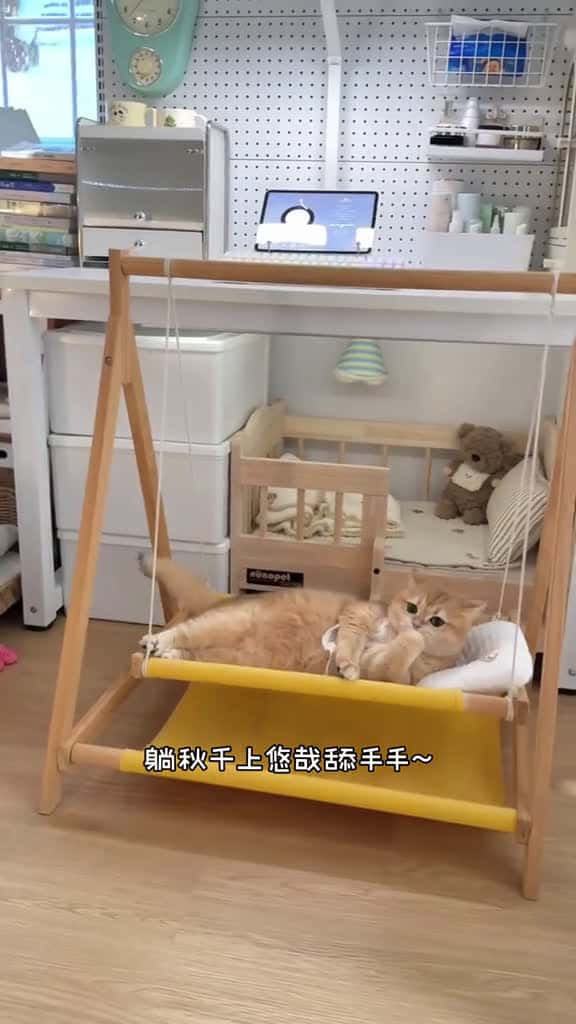 Cover for 太享受了#cute #cat #funny #catsoftiktok  created by BoBo with BoBo’s 原聲 - BoBo