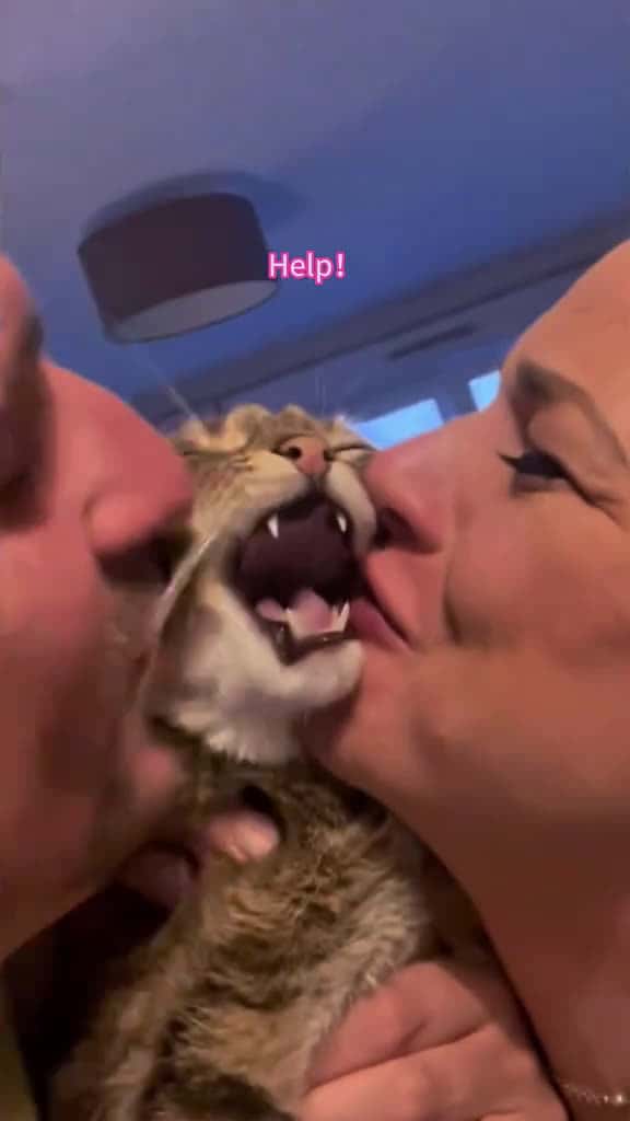 Cover for Kissing My Cat to See If She Still Loves Me cat cats catlover catsoftiktok fyp 99022 #shortvideos
