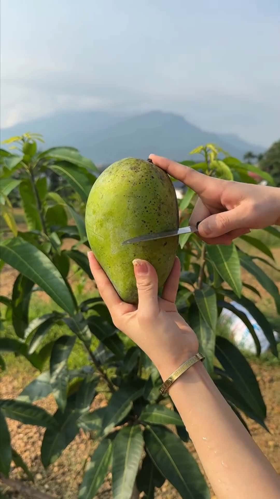 Cover for mangos 💚