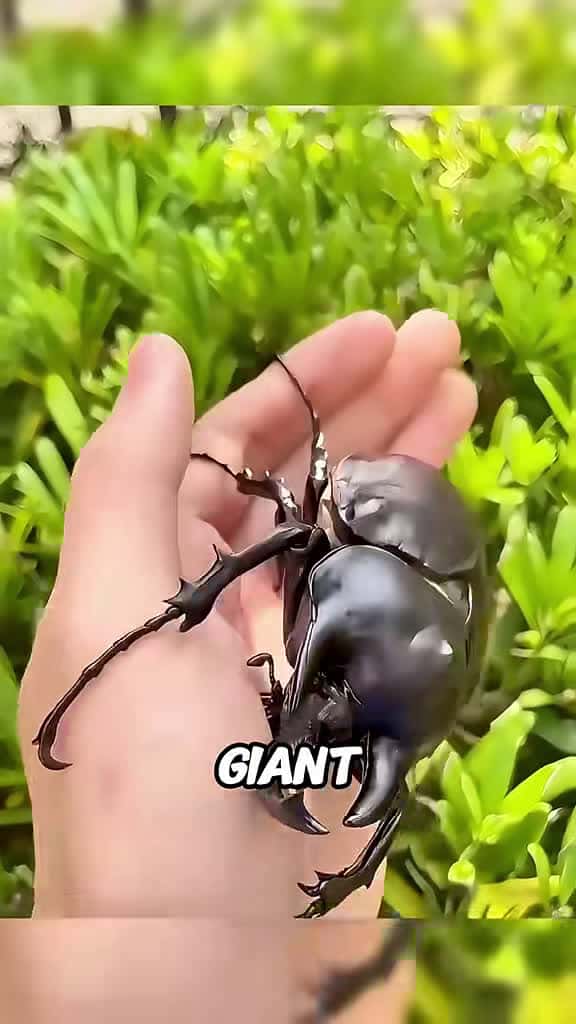 Cover for Discover the 3 Scariest Giant Bugs on Earth! 🪲🕷️ #AnimalFacts #Insects #CreepyCreatures