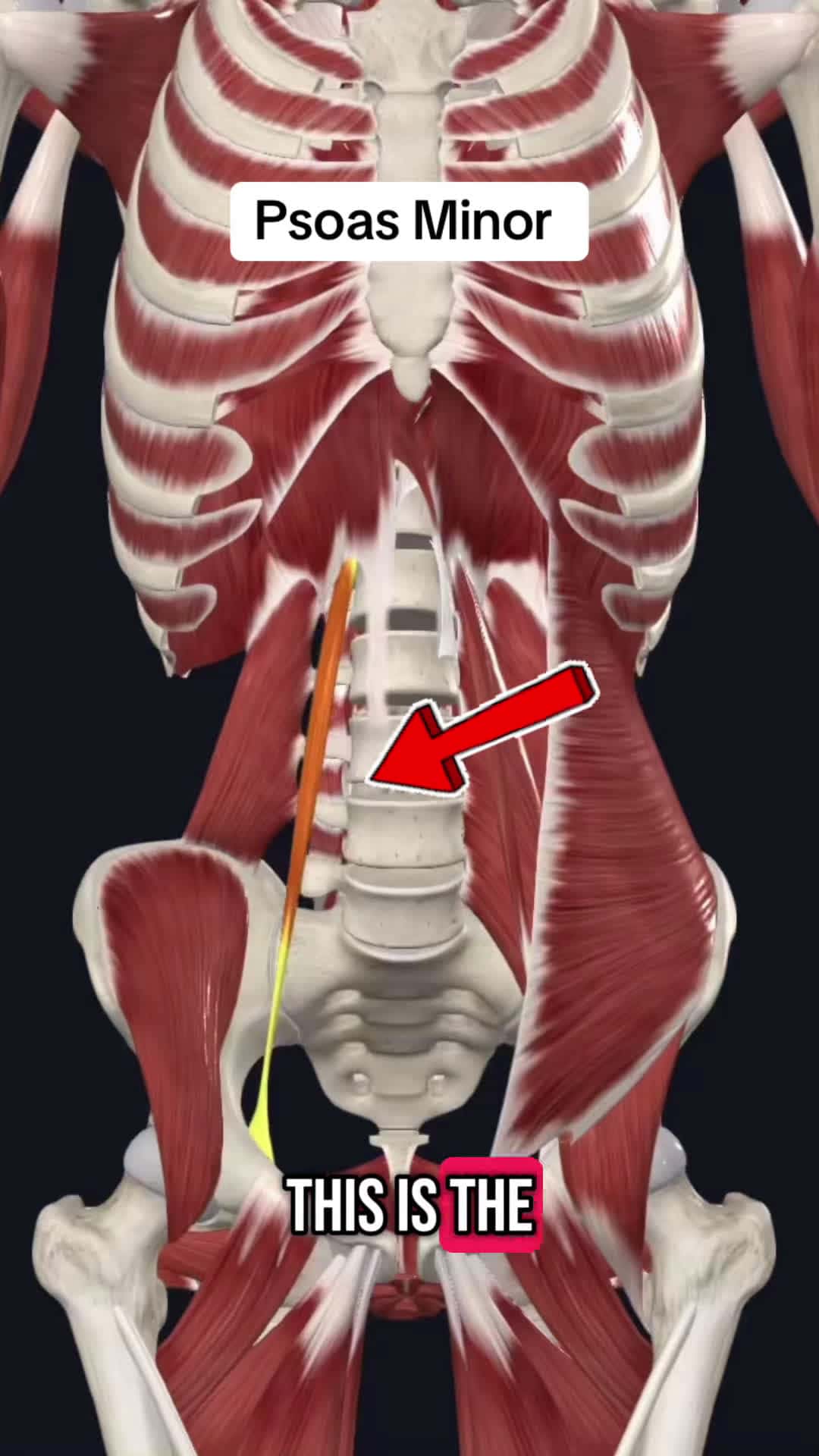 Cover for Follow for more!!  #medical #medicalstudent #anatomyclass #anatomyandphysiology #anatomylesson #physicaltherapy #physicaltherapist #medicine #exercises #fyp #trending #medicaltiktok #healthcare #studyhacks #muscle