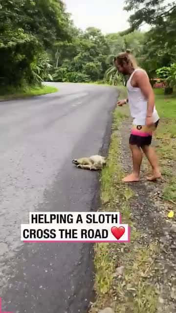 Cover for /storage/emulated/0/Download/Helping a Sloth Cross the Road!