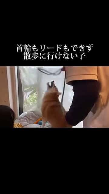 Cover for doglibre 37750 #shortvideos