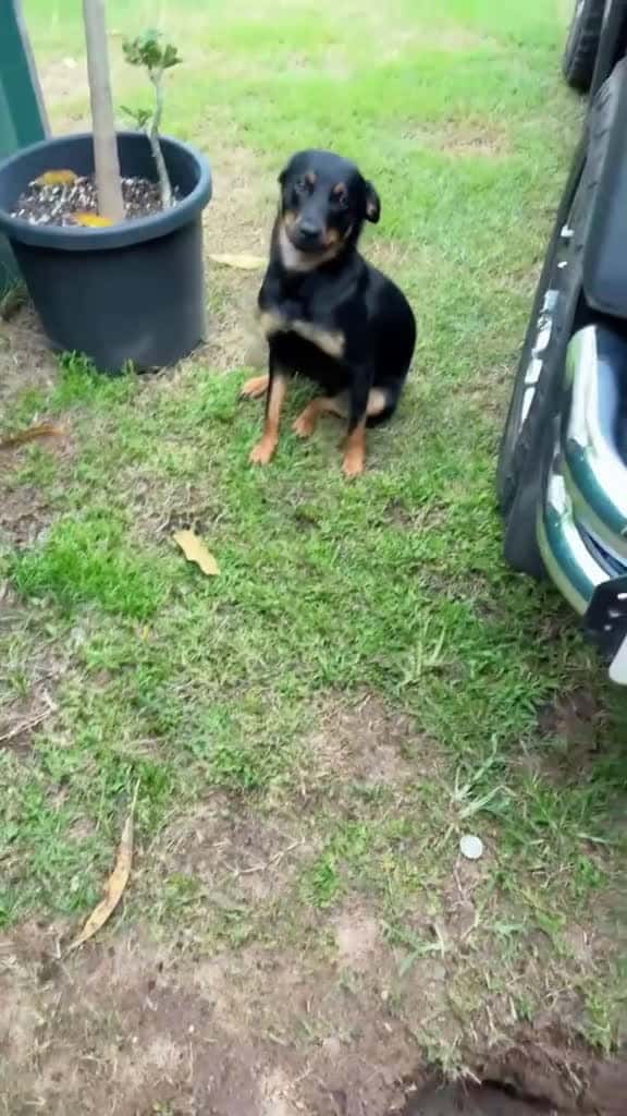 Cover for Guiltydog dog funny funnyanimals funnypets animals dogsofttiktok pet foryou longervideos 36318 #shortvideosscoopz