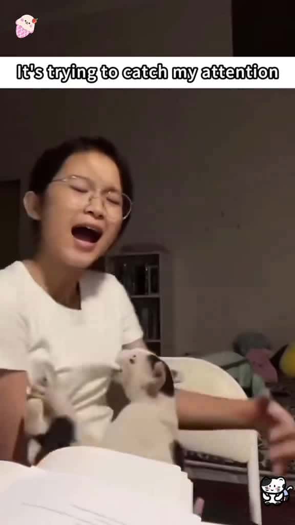 Cover for What a mischievous cat😂#foryou #funnyvideos #funny #fpy #usa #catsoftiktok #catlover #cats created by petslovetime.funny7 with petslovetime.funny7’s original sound