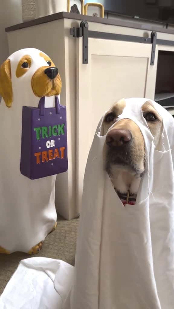 Cover for Don t let the spookiness of Halloween scare your pup Try these tips to help your bestie fe 46398 #ilovescoopz