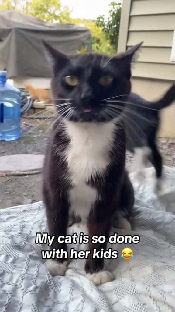 Cover for Naughty kitty alert!🐱😹#catsoftiktok #funny #usa #catlover #funnyvideo #funncats  created by petslovetime.funny7 with petslovetime.funny7’s original sound