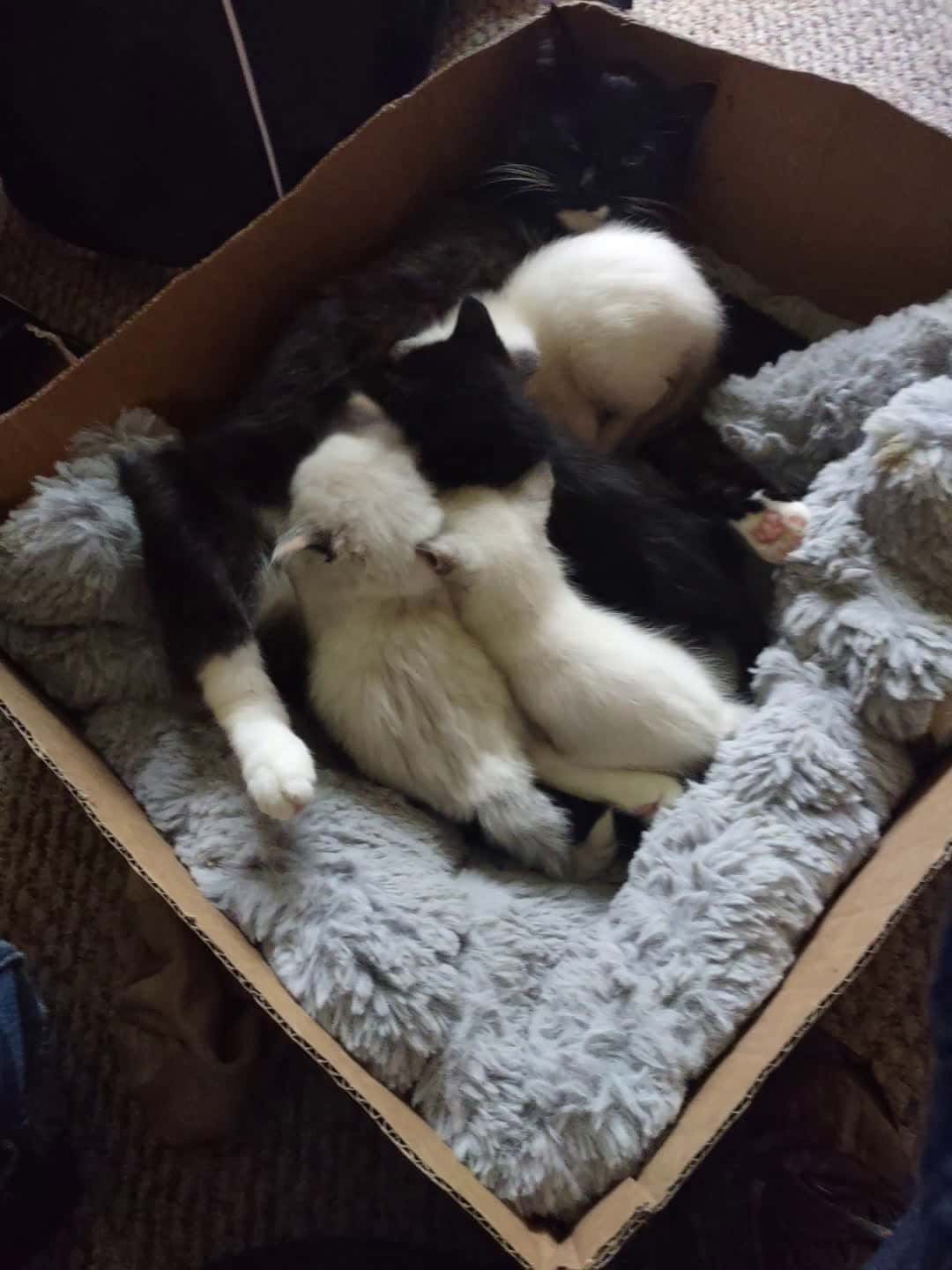 Cover for mi cat
