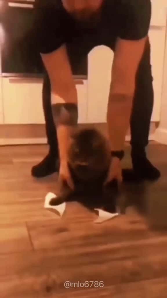 Cover for funny funnyanimals cuteanimals pet fyp 71198 #ilovescoopz